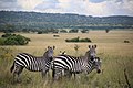 Zebrai parke