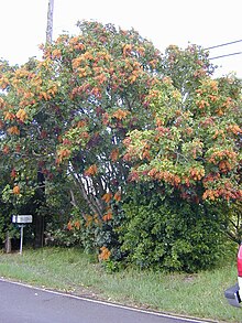 Starr 020108-0010 Schefflera arboricola.jpg