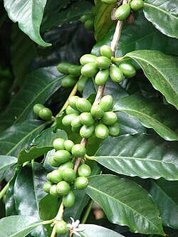 Starr 070308-5471 Coffea arabica.jpg