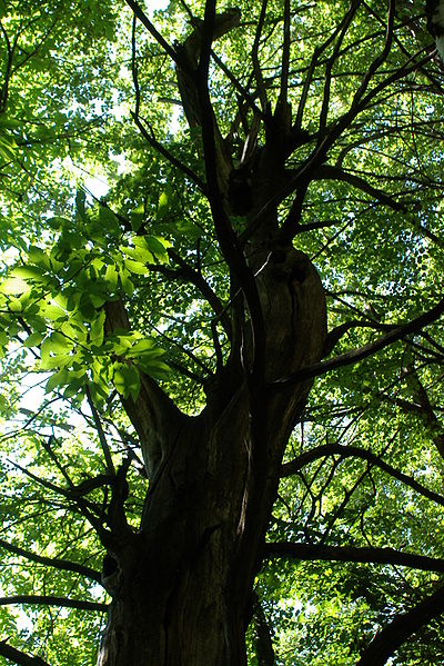 400px Sweet Chestnut Forest