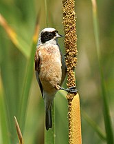 Rémiz penduline (Remiz pendulinus)