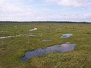 Peat bogs are freshwater wetlands that develop in areas with standing water and low soil fertility.