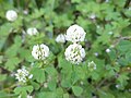 Trifolium nigrescens