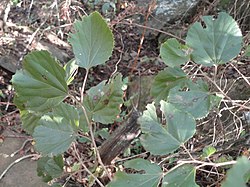 Viuhkanuppisuihku (Trimeria grandifolia)