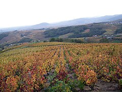 Vigne étroite en Beaujolais
