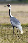 Greyish crane with white-and-black neck and red face