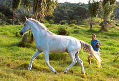 White horse-K8855-1.jpg