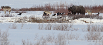 Photograph of a wolf, a bear, coyotes and ravens competing over a kill