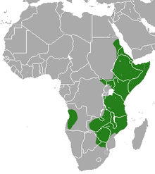 Yellow-spotted Rock Hyrax area.png