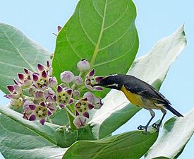 Zuckervogel (Coereba flaveola) auf einem Oscher bei der Nektaraufnahme