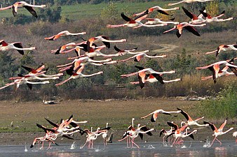 Flamingoer over søen