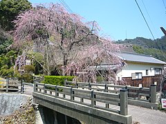 賀名生皇居跡のしだれ桜