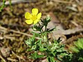 Silber-Fingerkraut Potentilla argentea