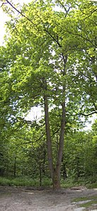 Acer pseudoplatanus(01).jpg