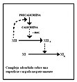 Miniatura de la versión del 07:05 17 ene 2008