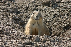 An alerted prairie dog sitting at the entrance...