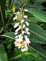 Alpinia zerumbet