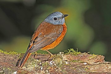 male Amber mountain rock thrush M. s. erythronotus