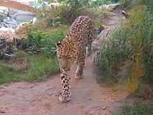 Levhart arabský z Emirates Park Zoo v Abú Zabí zachycený při chůzi