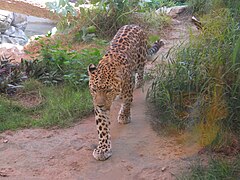 An endangered Arabian leopard, which used to be recorded in the mountainous region of the country[26][27]