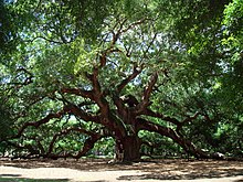 The Angel Oak on Johns Island, South Carolina. The man under the tree is 1.8 m (5 ft 11 in) tall. Angel Oak Tree in SC.jpg