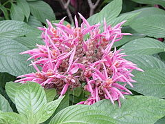 Aphelandra sinclairiana