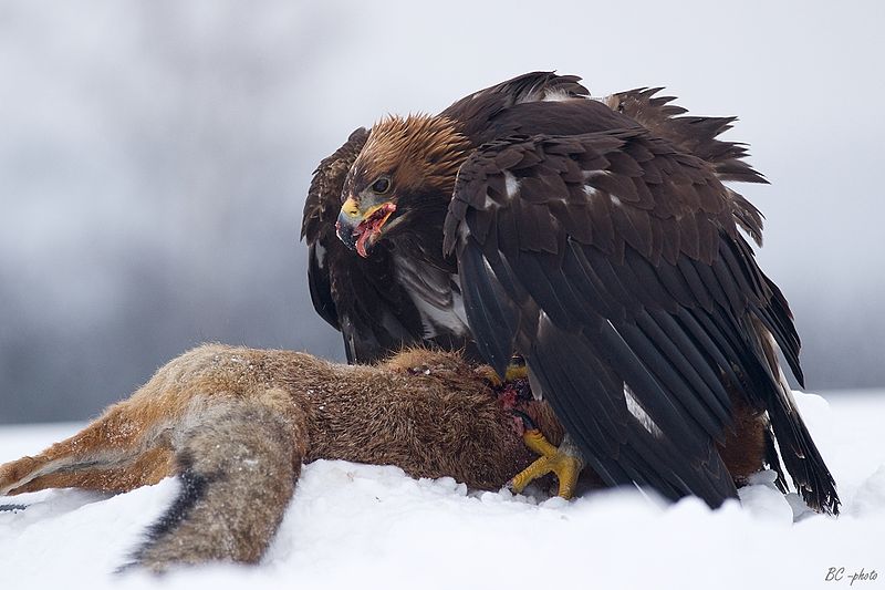 File:Aquila chrysaetos 1 (Bohuš Číčel).jpg