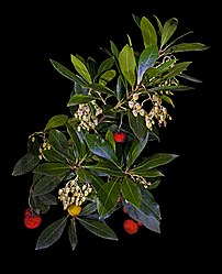 Fruits (arbouses), fleurs et feuilles de l'arbousier (Arbutus unedo). (définition réelle 4 095 × 5 041)