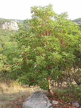 Arbutus andrachne (hábito da planta no seu habitat natural).