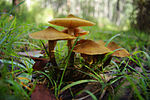 Miniatura para Armillaria luteobubalina