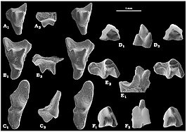 Atokatheridium