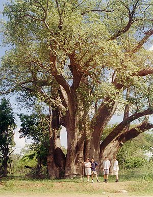 Baobab tree near Victoria Lakes 1000 years old