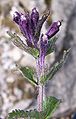 Bartsia alpina