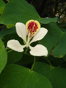 Flor da Bauhinia monandra