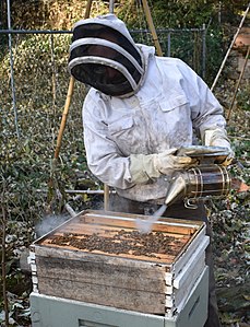 Beekeeper using bee smoker.jpg
