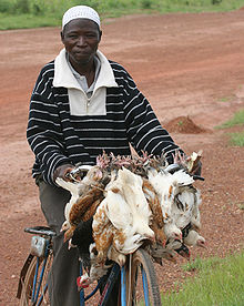 Uomo in bicicletta con polli, Ouagadougou, Burkina Faso.