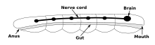 Nervous system of a bilaterian animal, in the form of a nerve cord with segmental enlargements, and a "brain" at the front Bilaterian-plan.svg