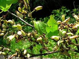 «Кармашки» плодов черёмухи, вызванные поражением T. padi