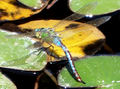 Eine lebende aber dadurch leider unscharf aufgenommene Große Königslibelle (Anax imperator)