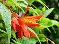 Begonia pendula