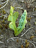 Miniatura per Botrychium simplex