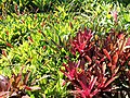 Bromeliads in a mass planting