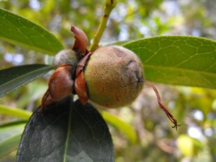 Camellia pitardii