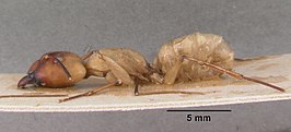 Camponotus gerberti