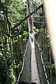 De canopy walkway