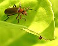 Juodablauzdis minkštavabalis (Cantharis livida)