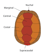 The scutes æf a turtle's carapace