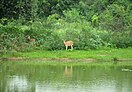 Cheetal (spotted deer) at Van Vihar National Park.jpg