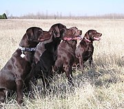 These chocolate Labs from field-bred stock are typically lighter in build and have a shorter coat than show-bred Labs