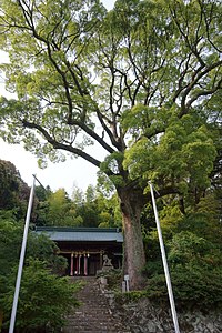 社殿・石段と楠